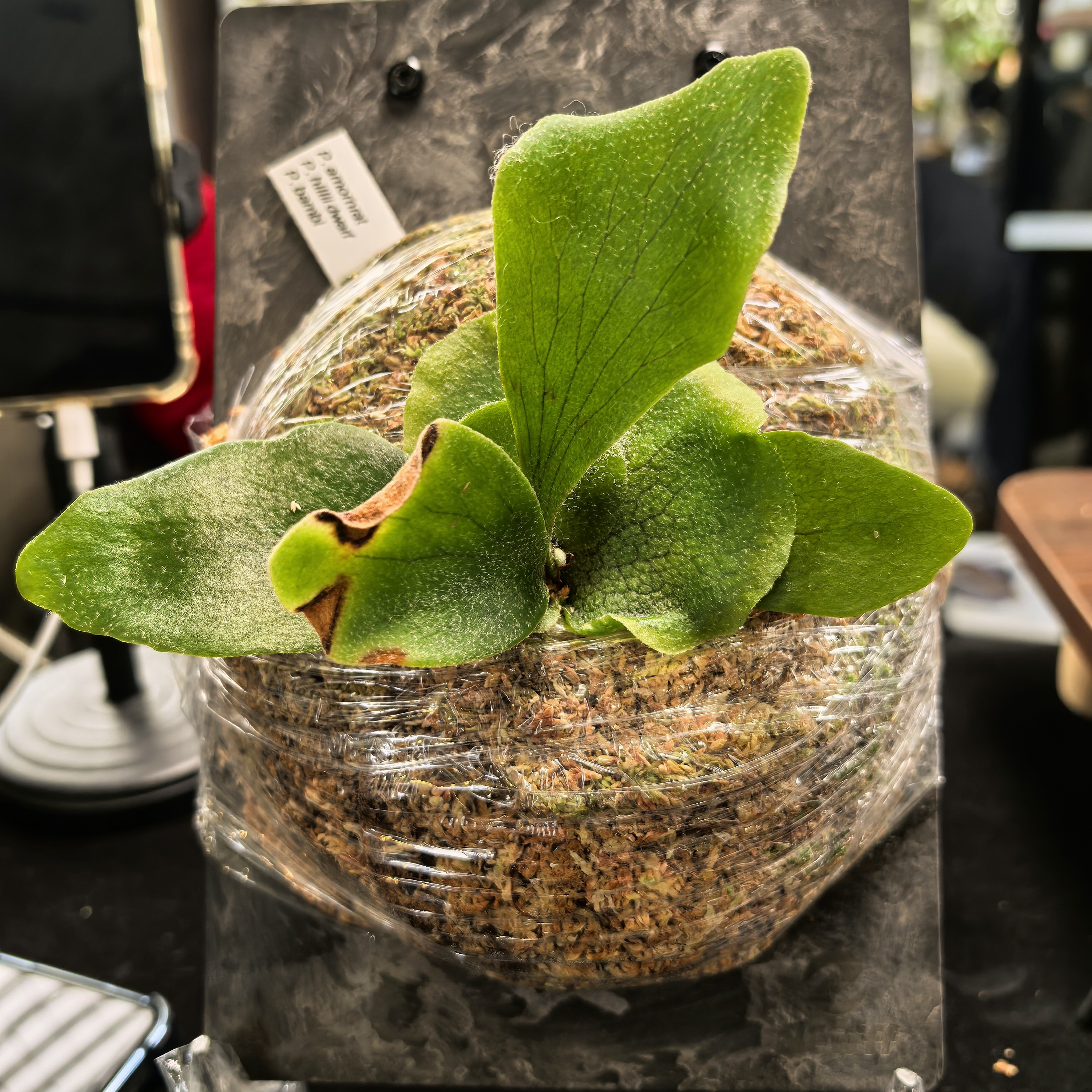 （新品）爱梦×侏儒深绿×班比 上板孢子苗