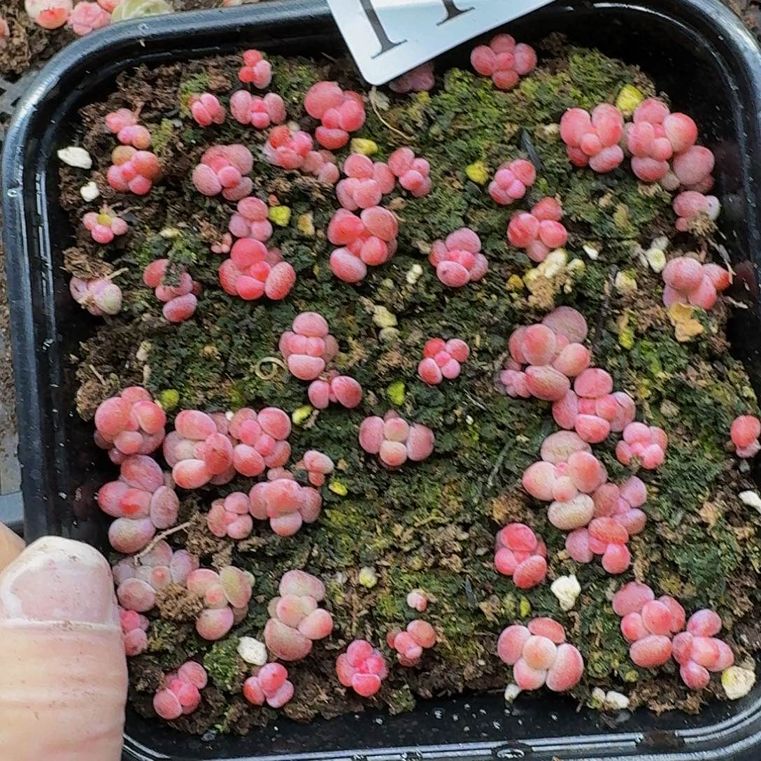 多肉植物多肉植物114