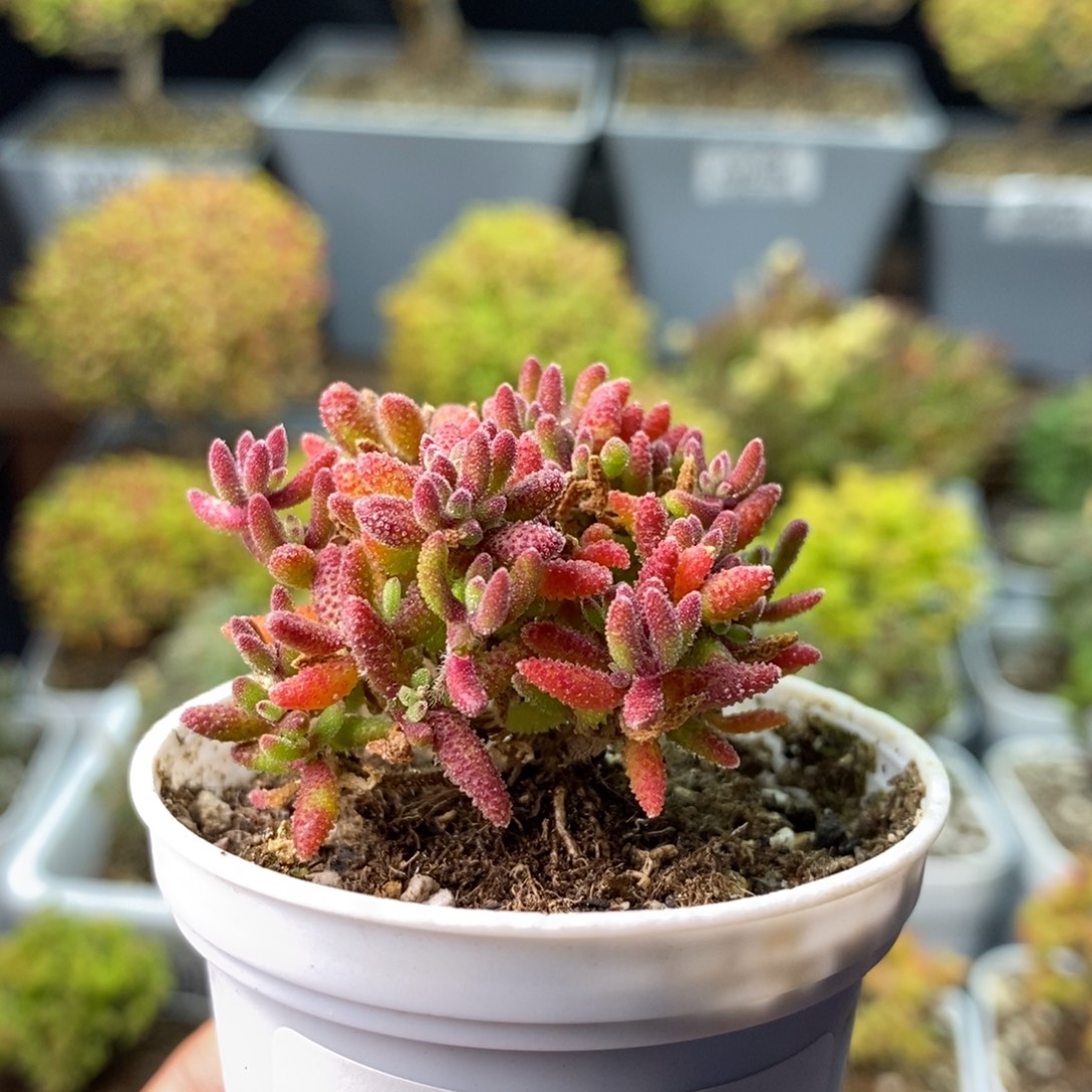0318红麒麟 。        