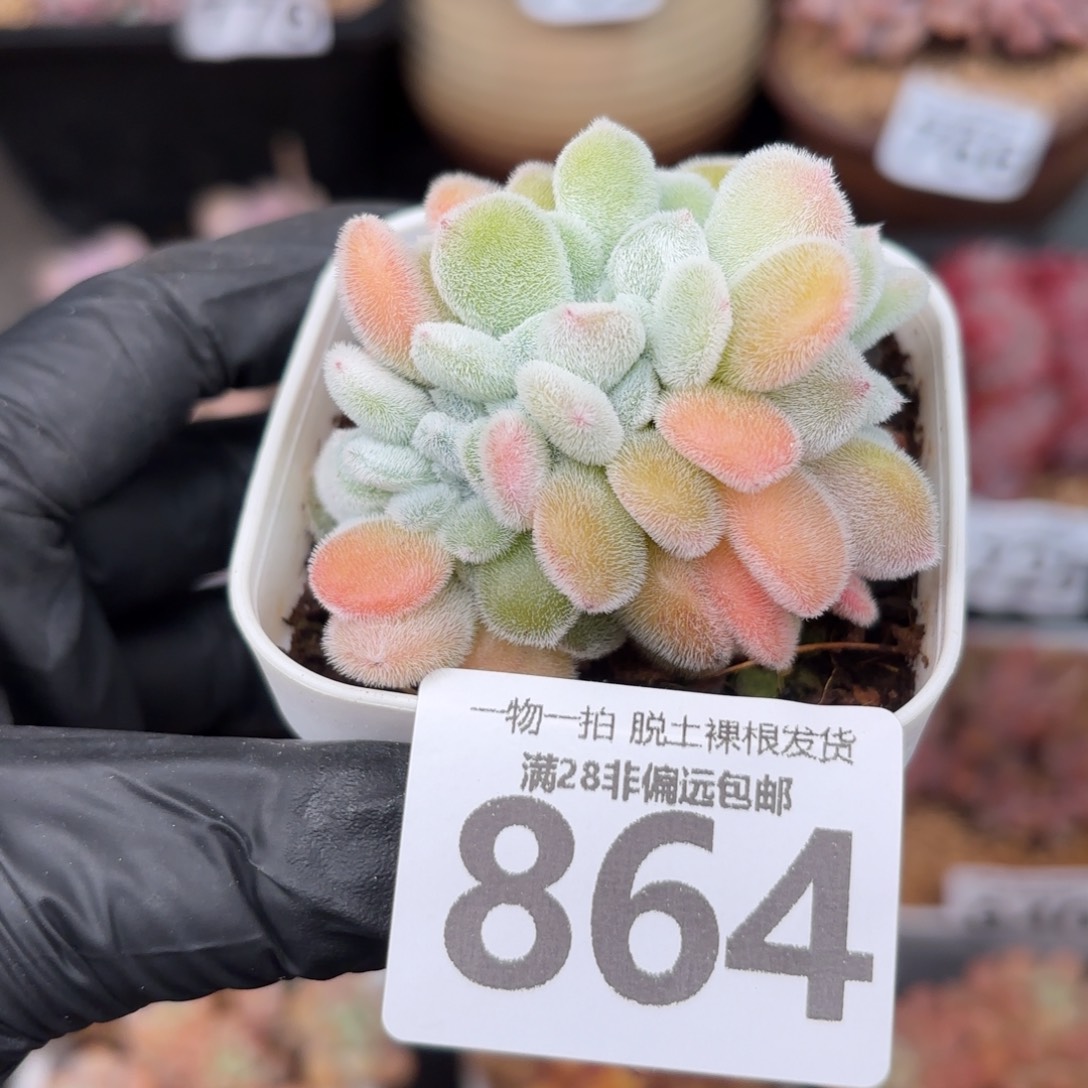 雪晃星缀化无盆土发货