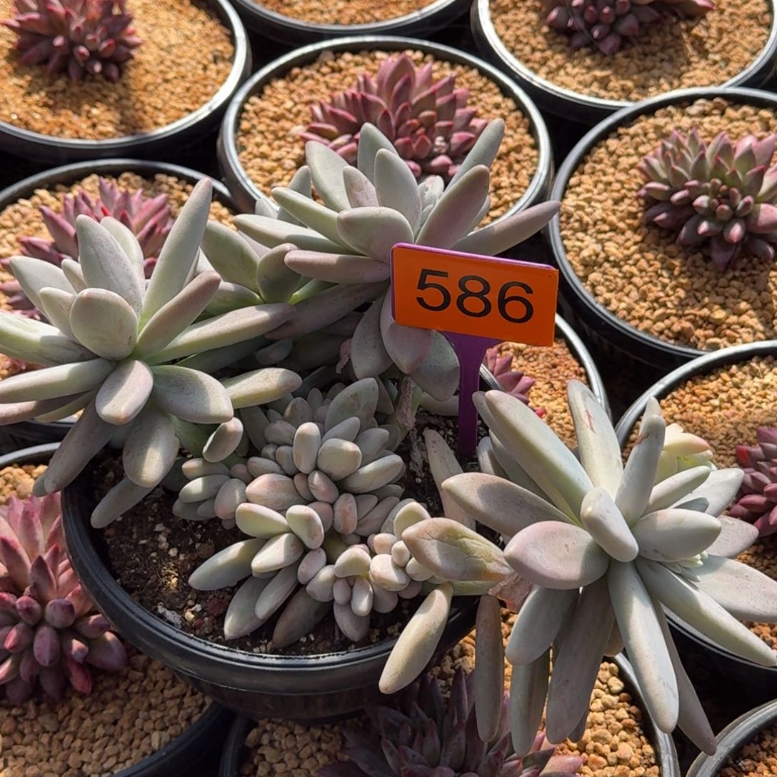 白兰地一物一拍586