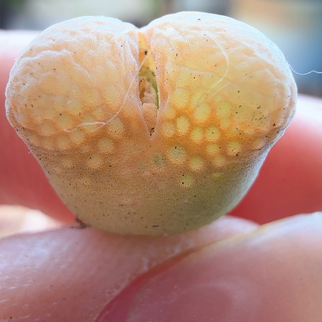 2.7.105/橘色网格风铃/多肉植物