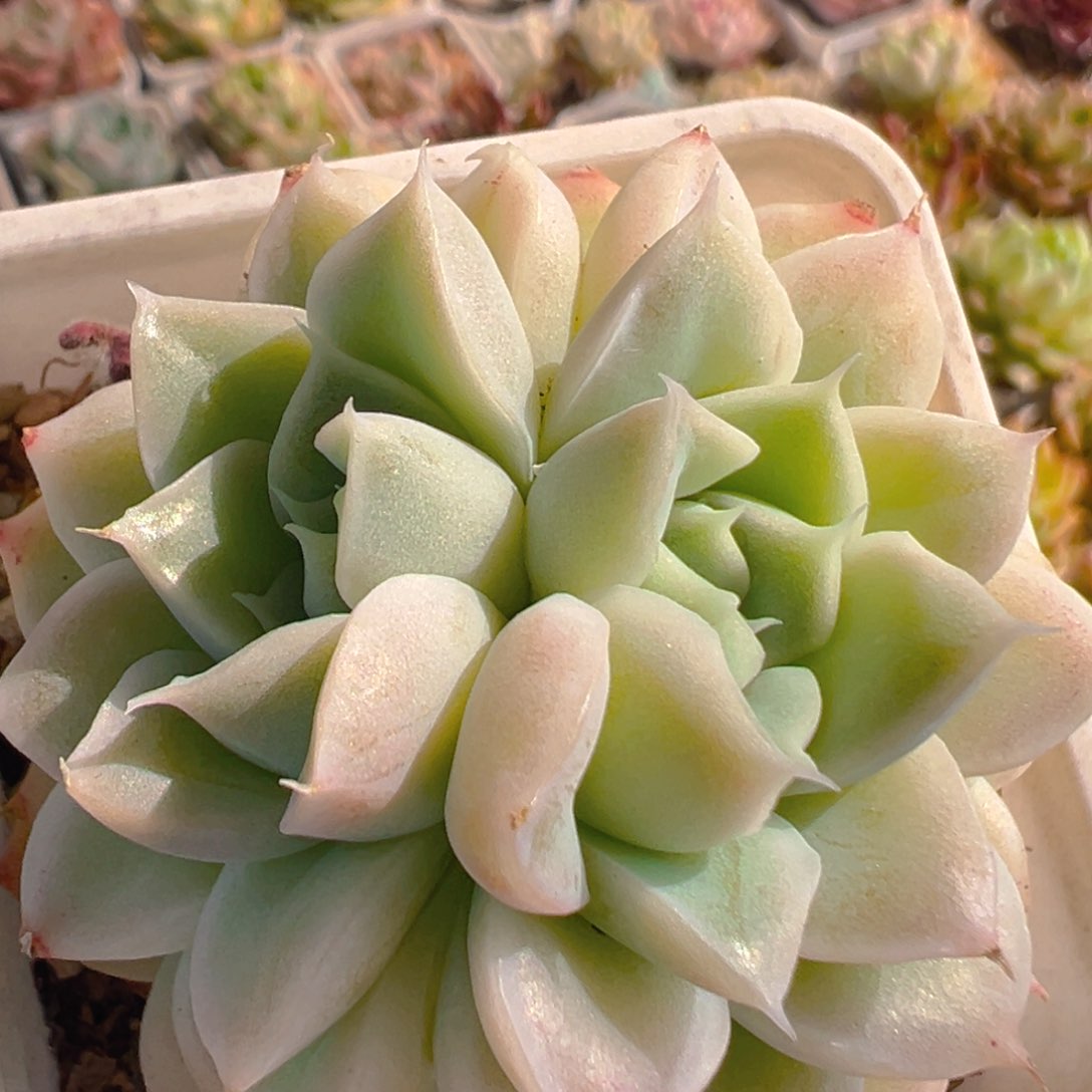 118多肉植物百科知识