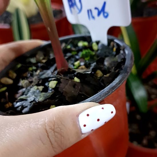 用***户君子兰一物一拍谢谢