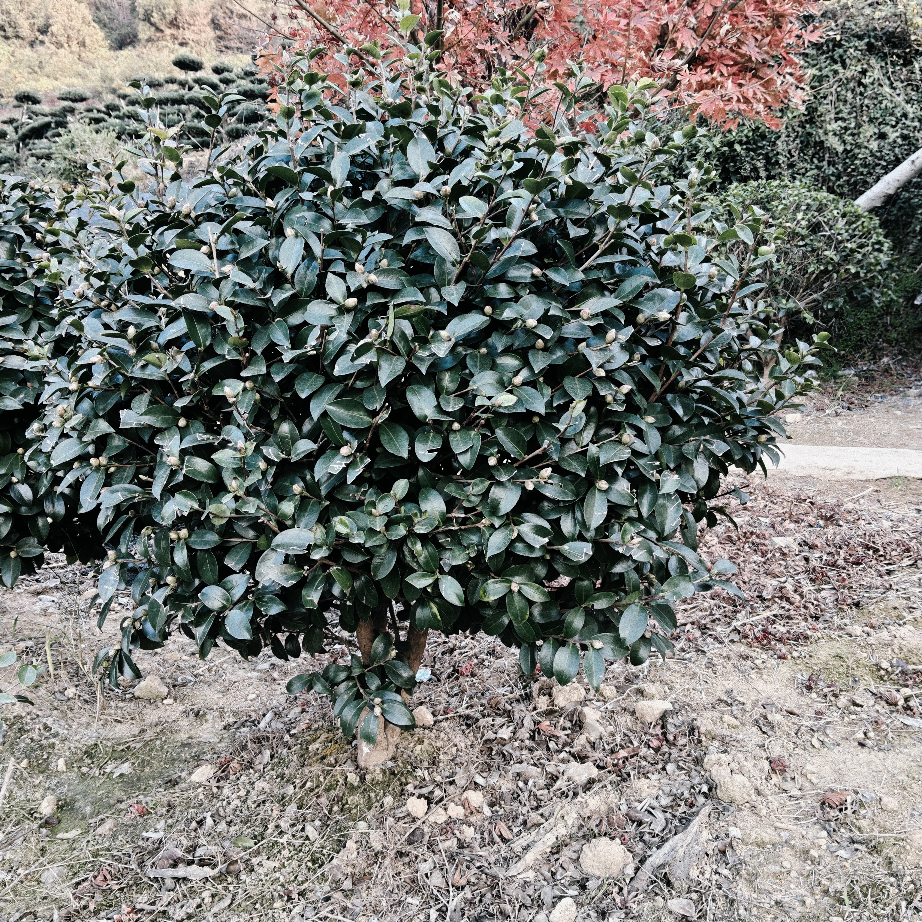 精品茶梅球绿化工程苗（100颗起批）
