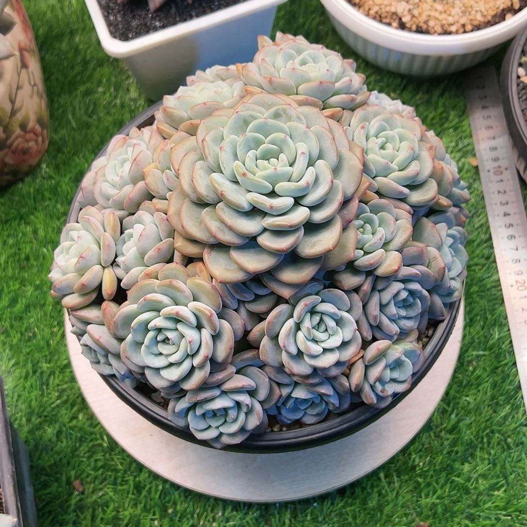 【闪购商品】香雪海手捧