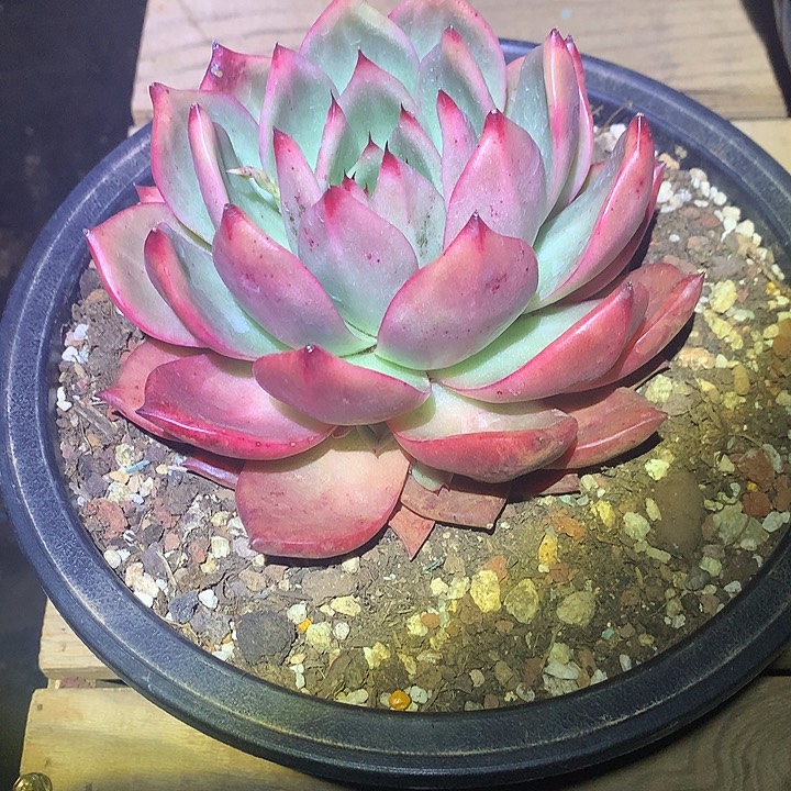 美肉特价活动开始啦