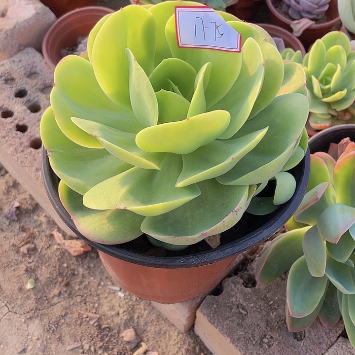 姓*碧桃大单头17杠75号