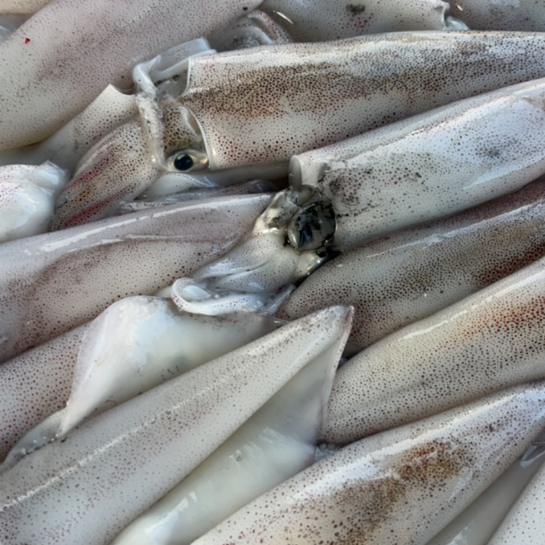 企沙包包、14条左右一斤5斤鱿鱼拍下不支持退换