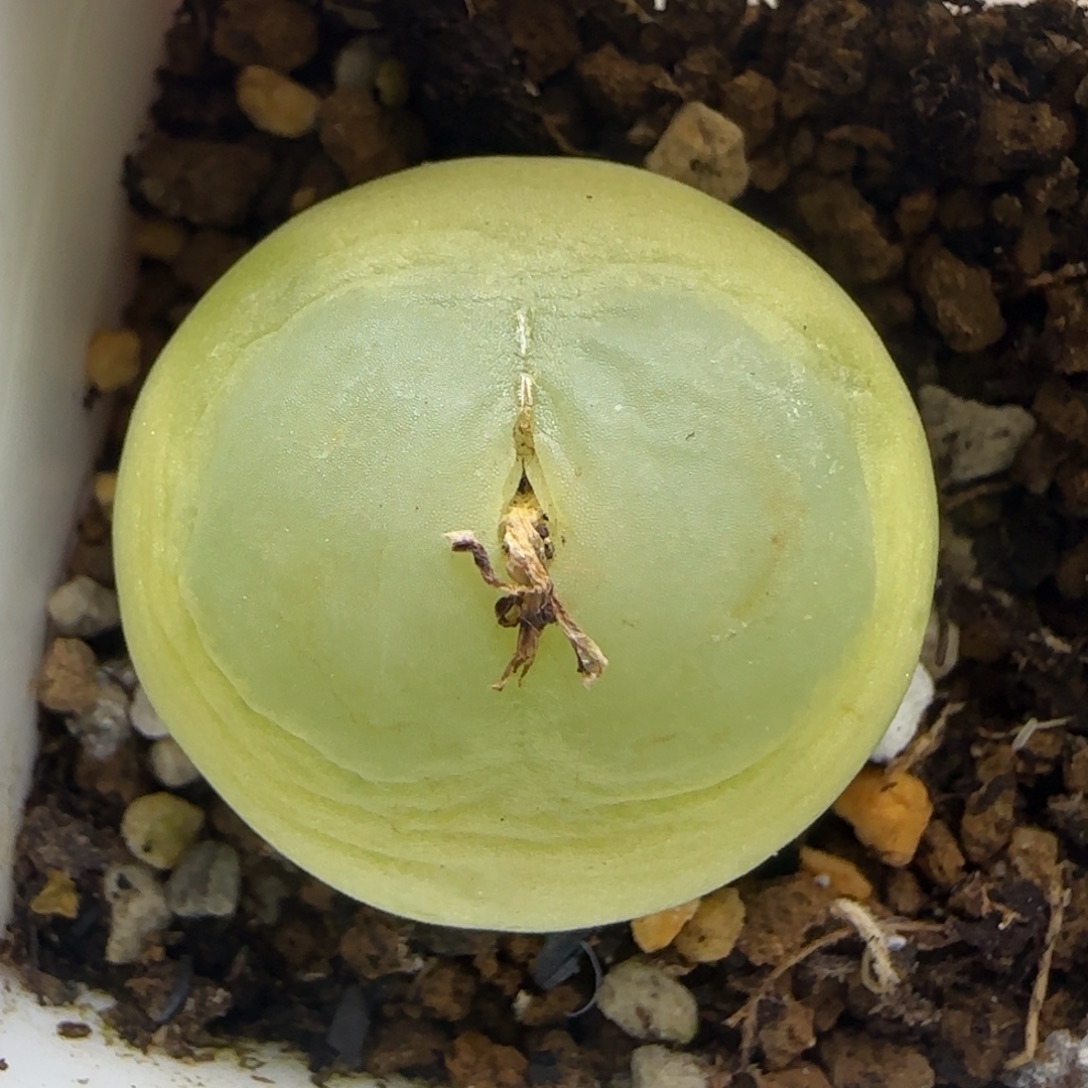 拉登漂亮多肉植物653