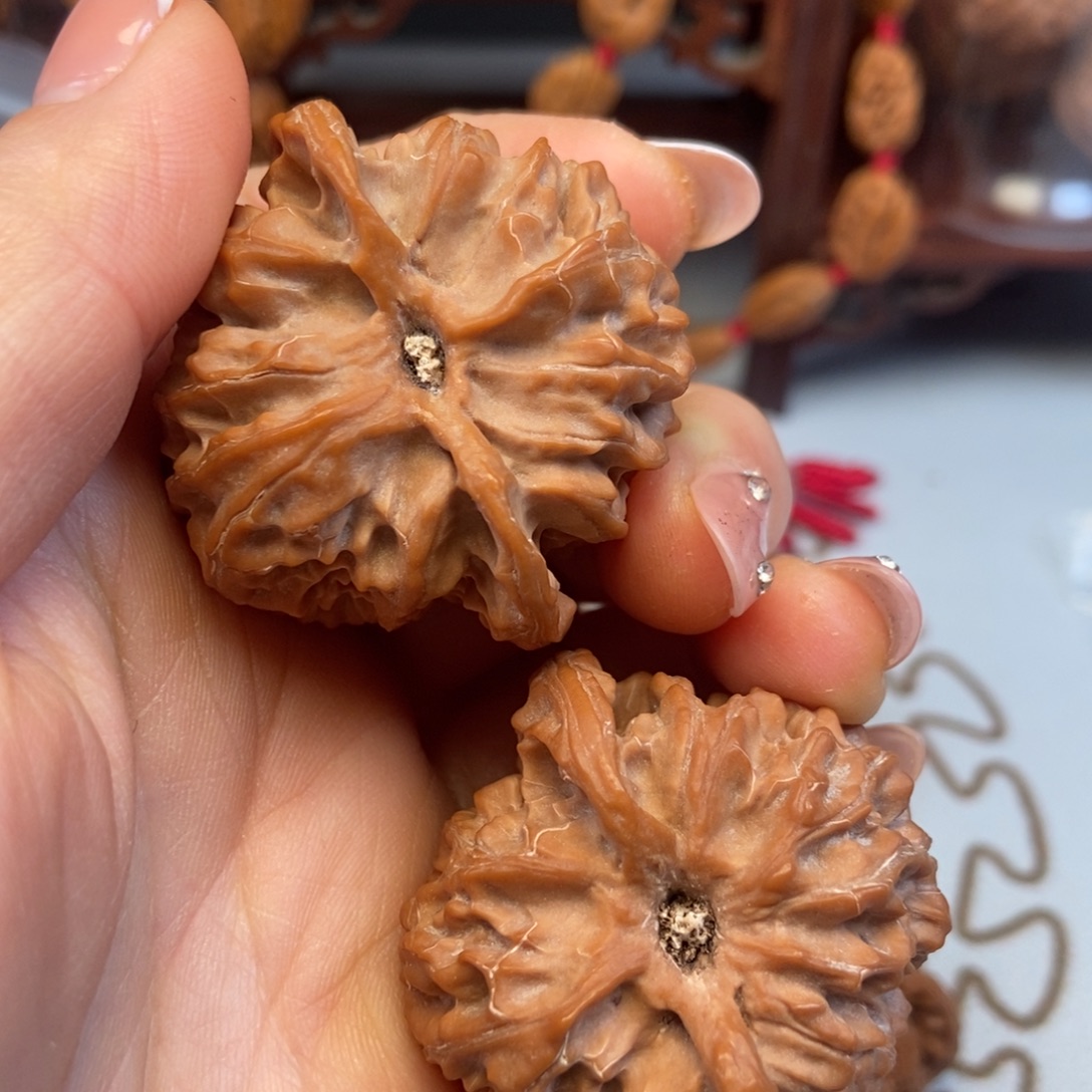 华***育大叶紫檀（黑酸枝木类）苹果园