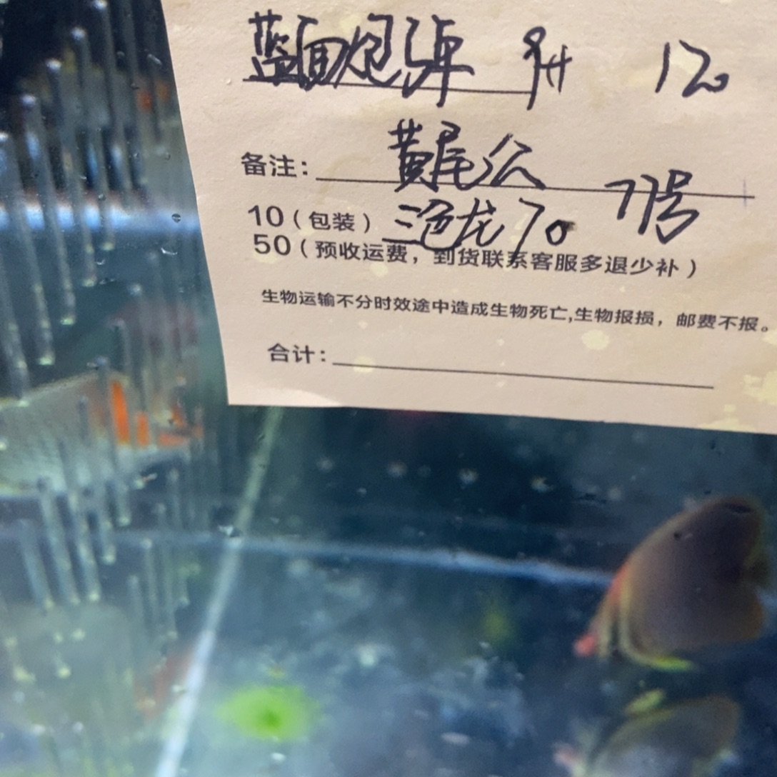 海水鱼三色龙活动价