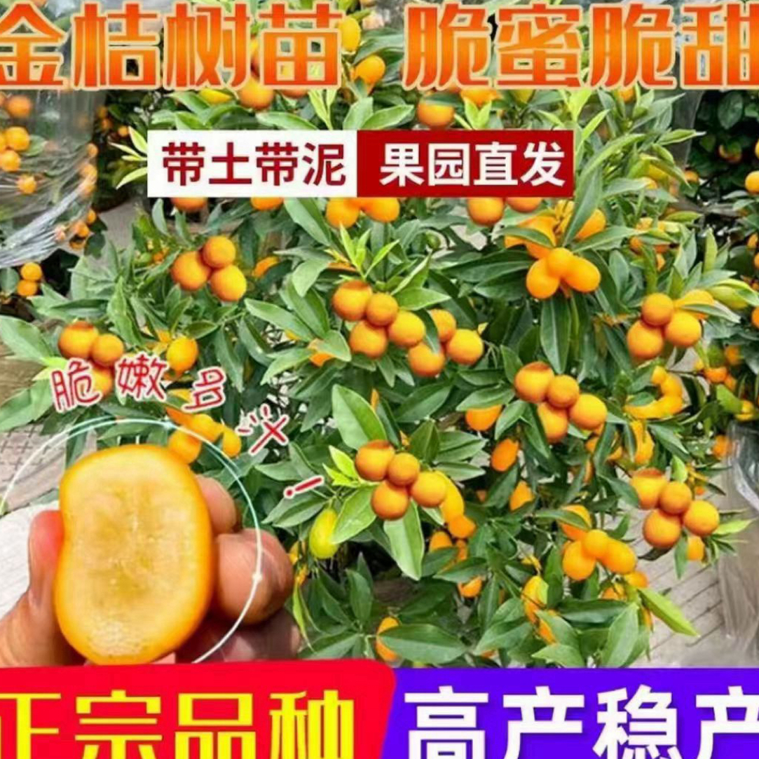 带果【脆皮金桔】树苗四季开花结果带土带叶带培育盆好活盆栽绿植