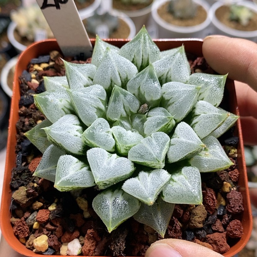 【闪购商品】210爱心母本