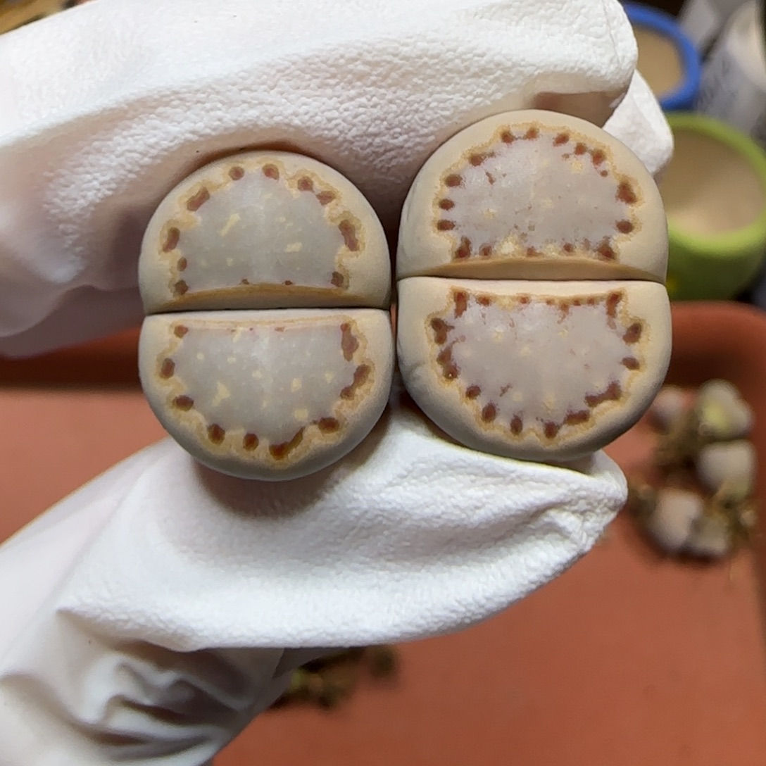 12.25.c24饼干.9005圣诞福利