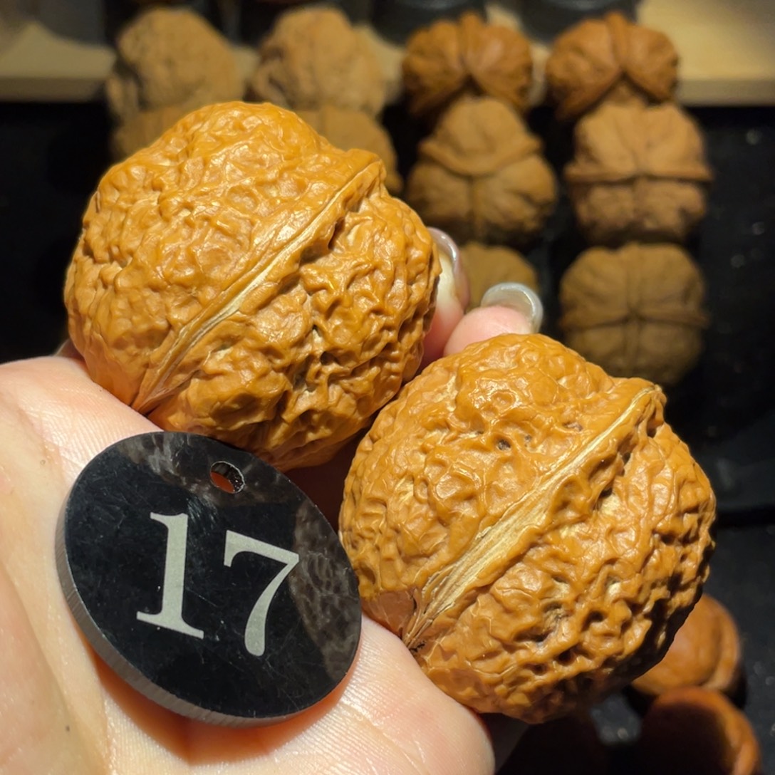 霸王龙43尺寸核桃