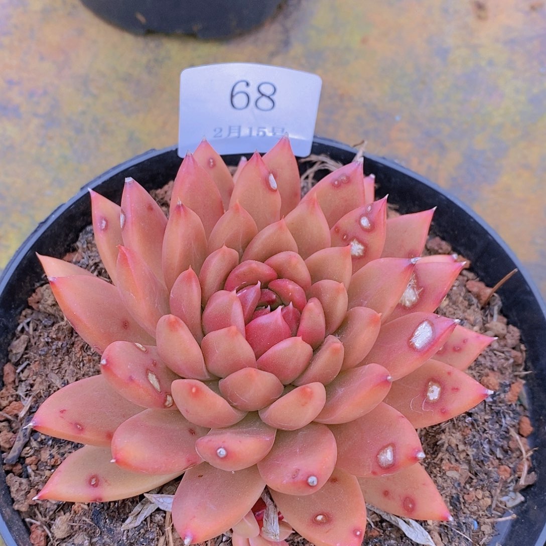 【闪购商品】云68号