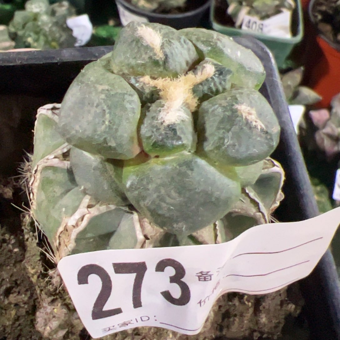 连山牡丹仙人球开花273