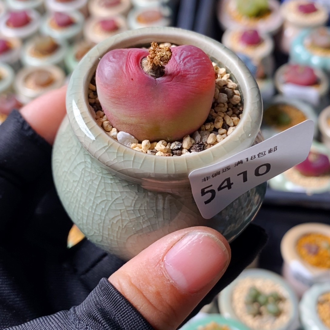 5410-一物一拍 带盆