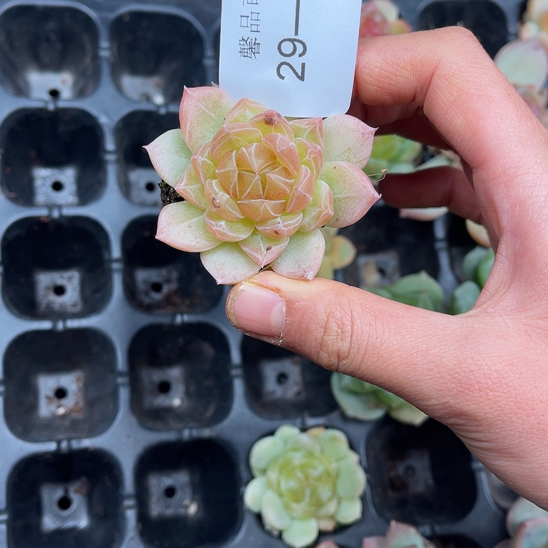 多肉一物一拍29-115