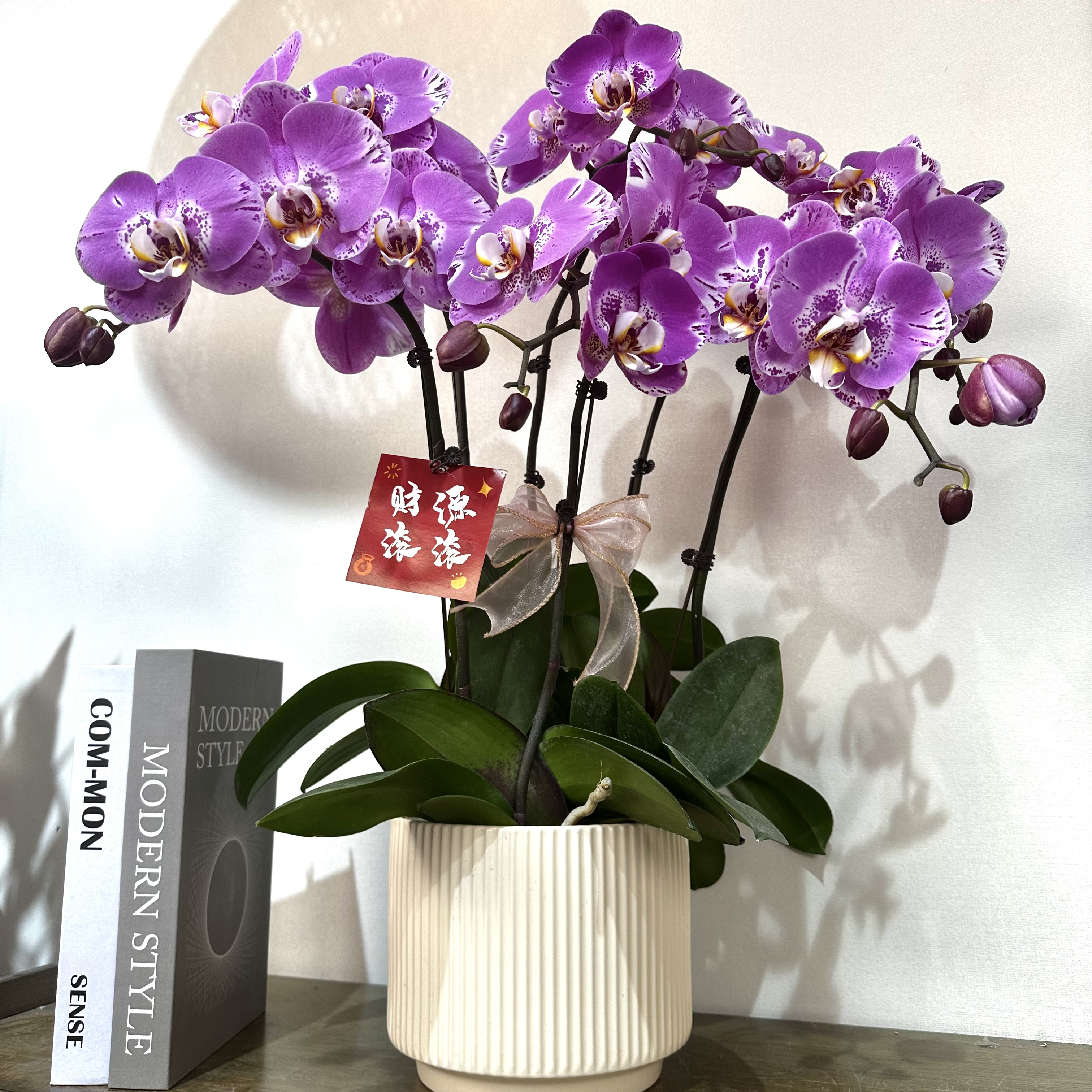 高品质【藏宝图】蝴蝶兰宵花爆款 花期超长养过都说好