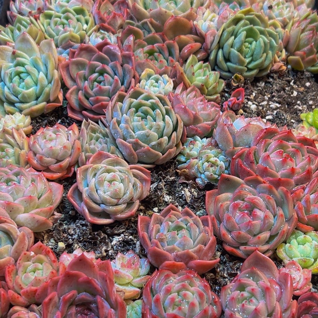 437多肉葡萄的味道是真的