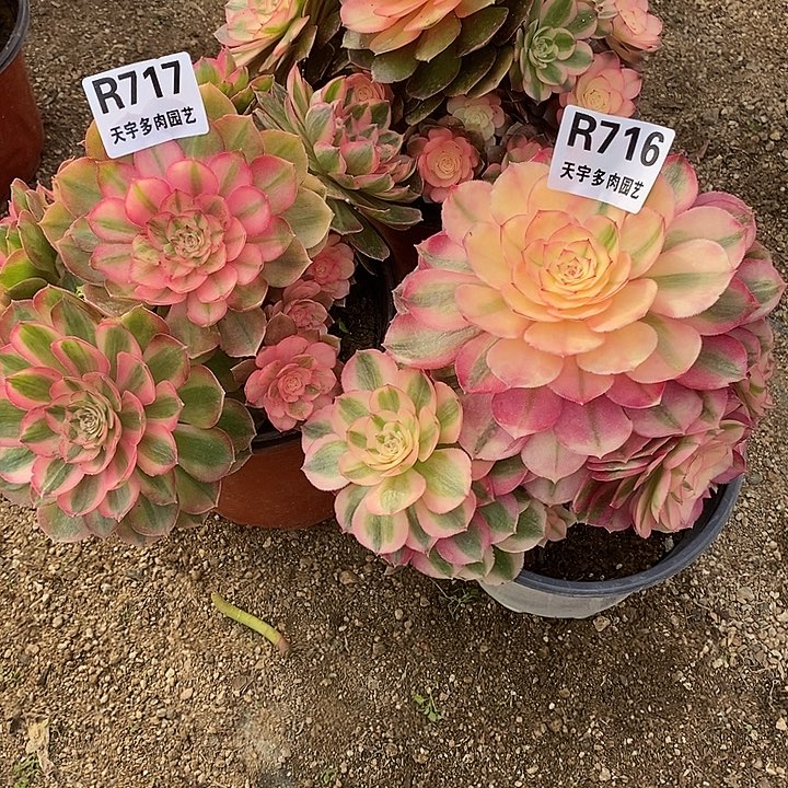 多肉植物套餐的716三颗一组