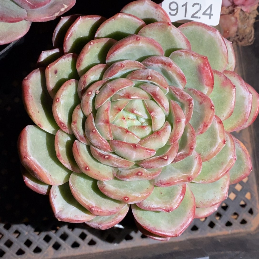 橙***子下播福利~9124~13厘米