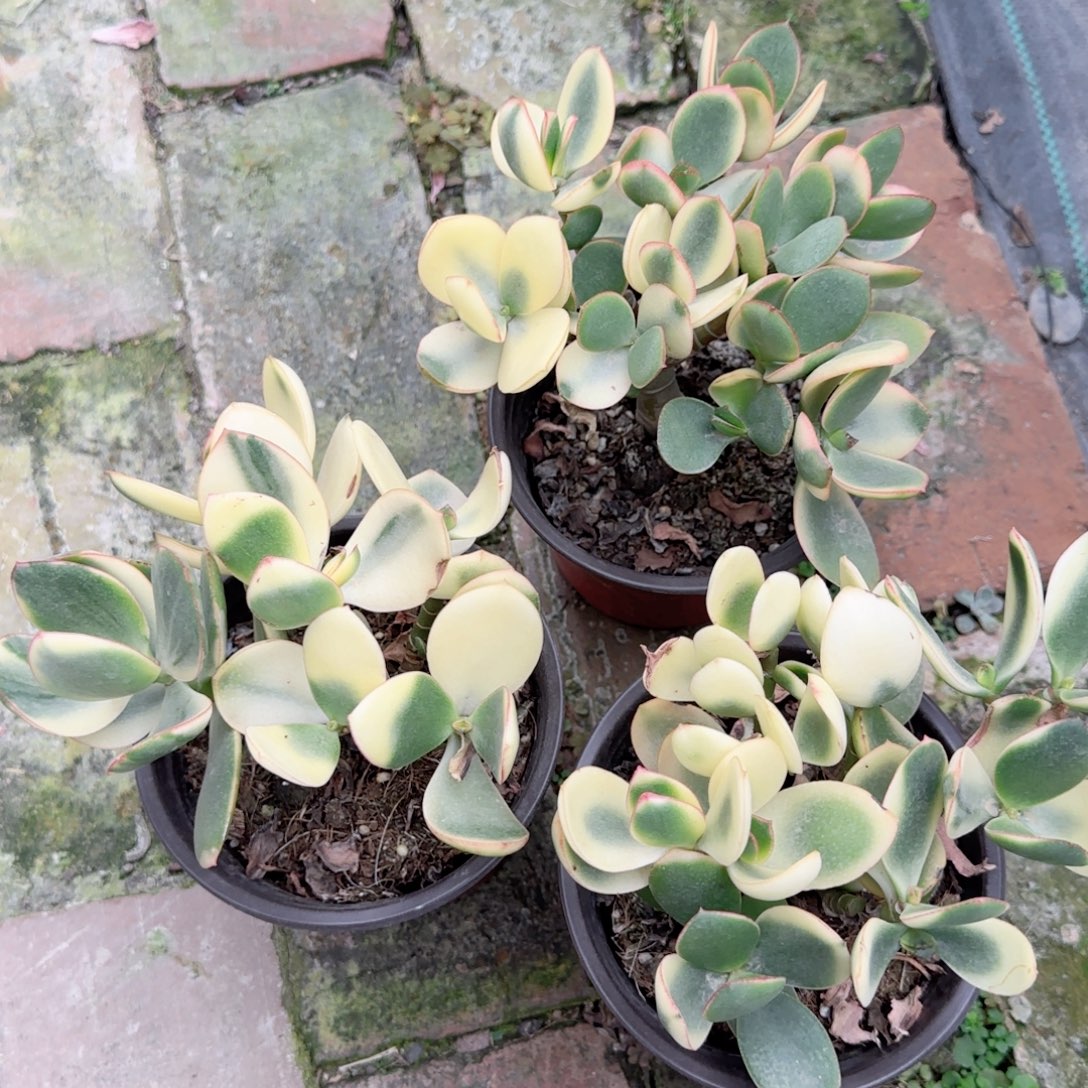 无花朵新花月锦小号
