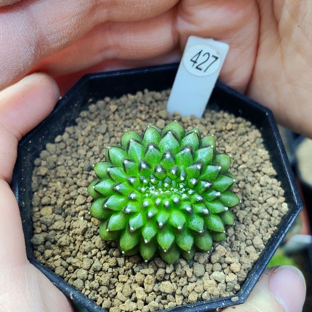 非偏远地区满25包邮仙人球