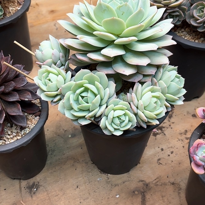 多肉植物，恋曲一颗