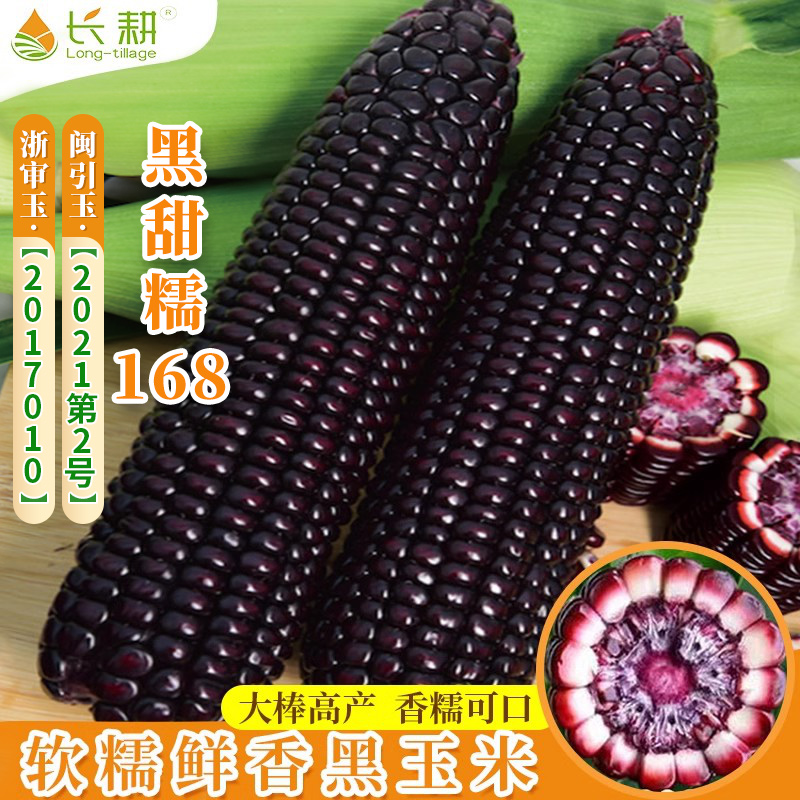 黑甜糯168甜加糯玉米种子高产黑糯玉米种子春夏大棒玉米种子甜糯