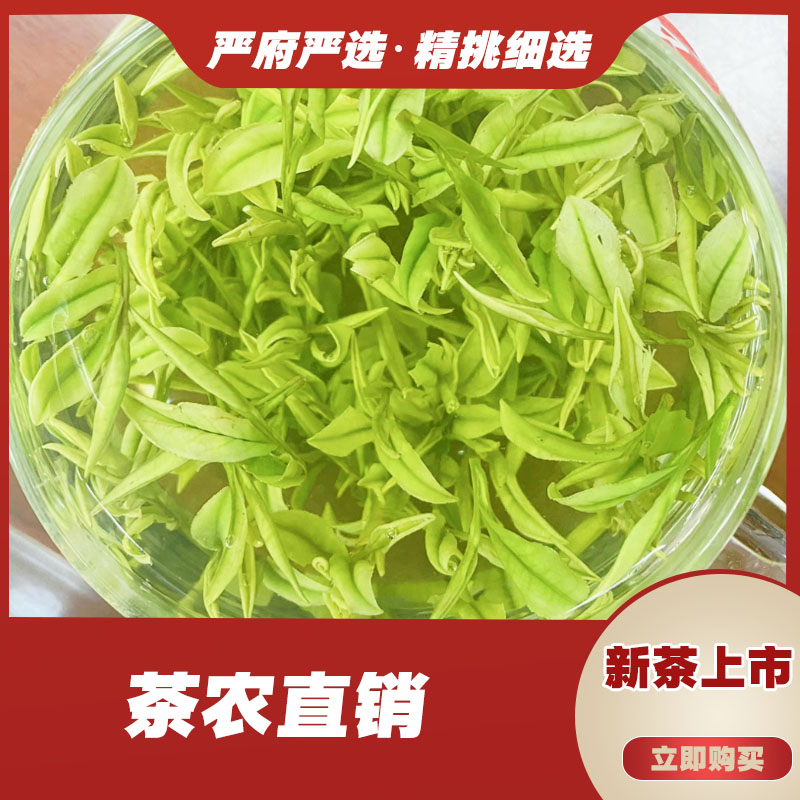 230（2025）新茶高山口粮茶严府毛尖绿茶白茶高山茶叶正味兰花香