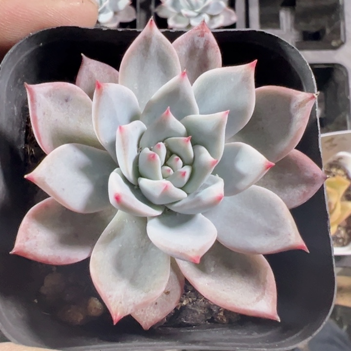 粉蓝鸟精品多肉植物