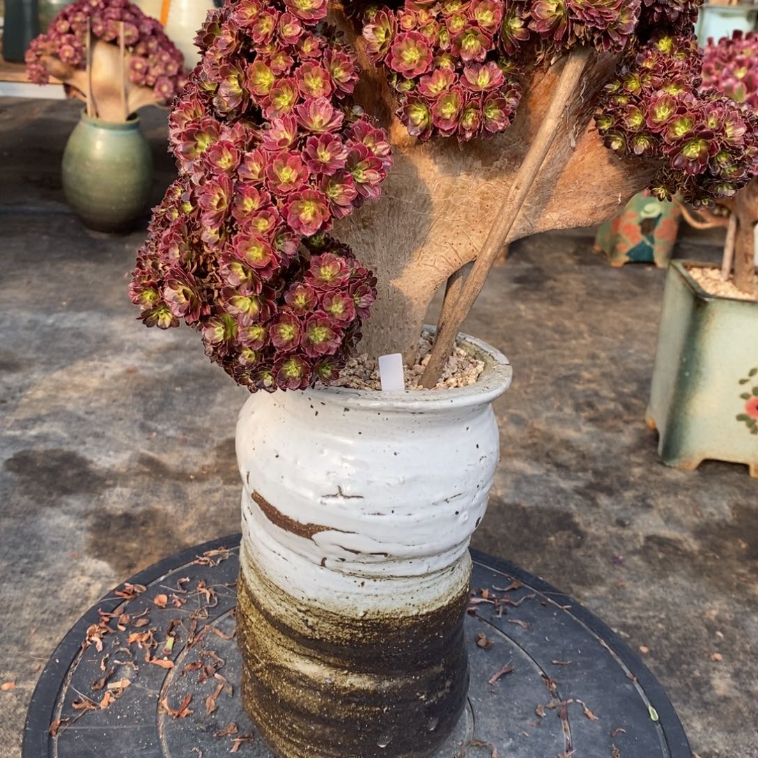 好***猫花盆精品花盆景德镇