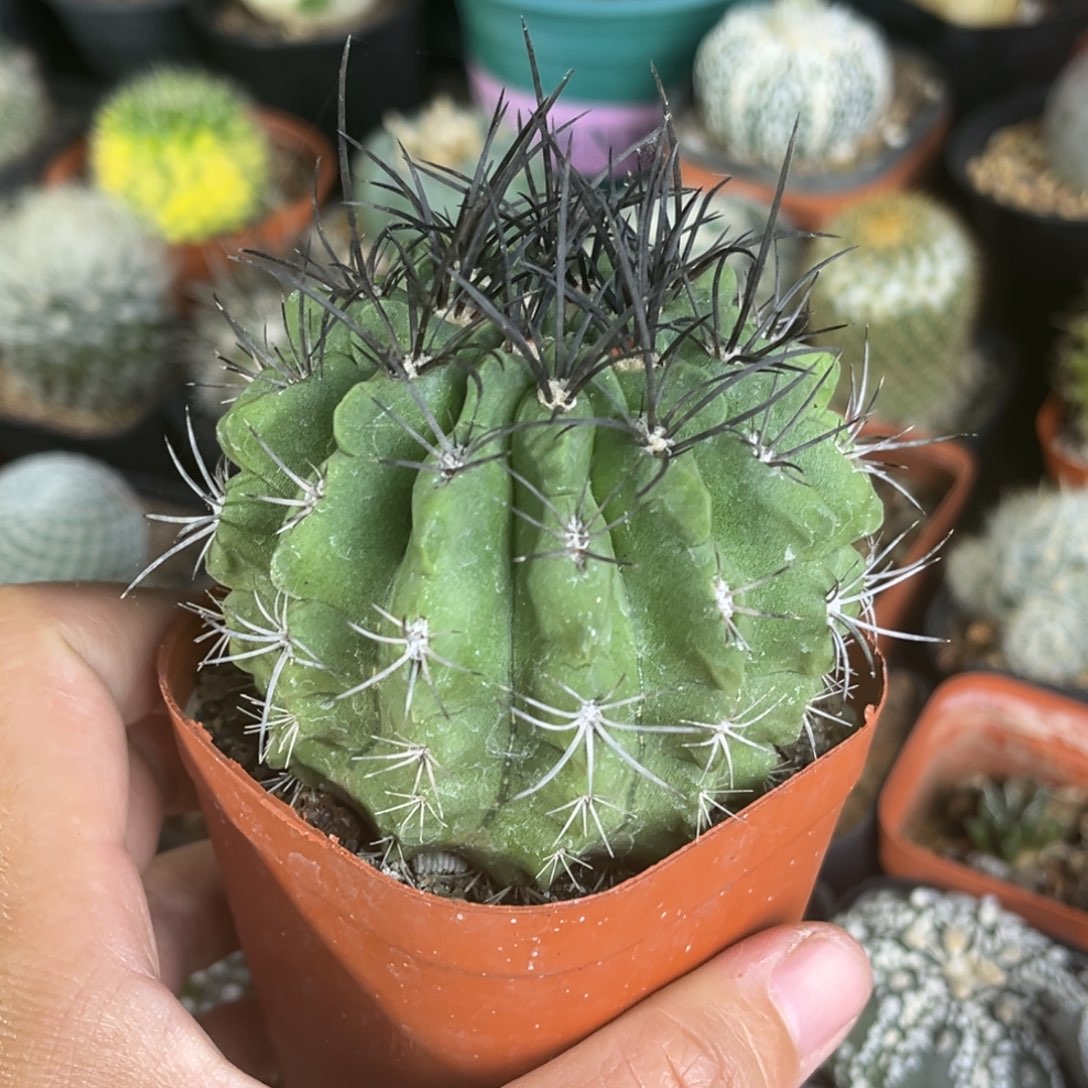 仙人球一物一拍实生3