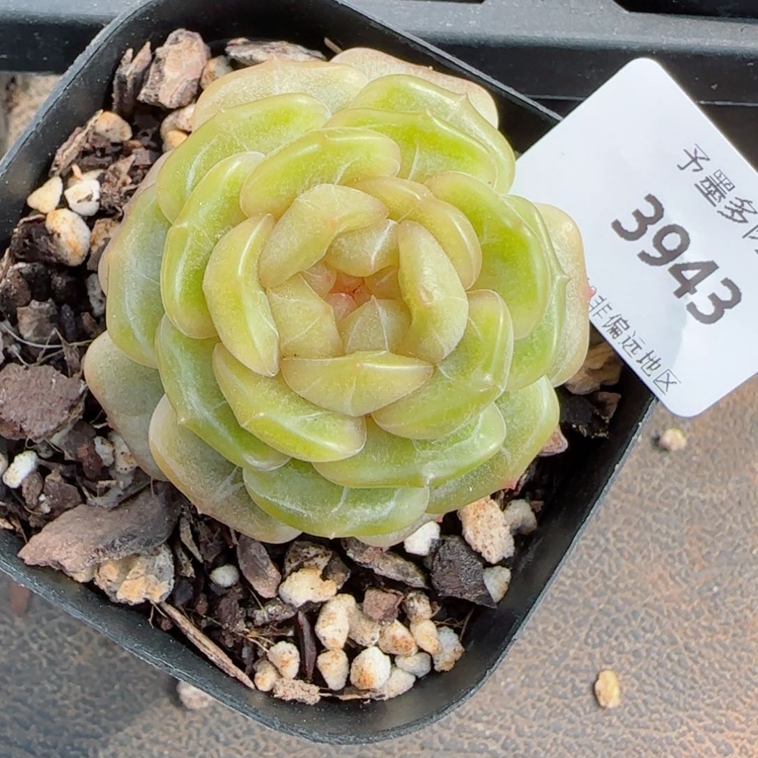 糖璃，3943多肉植物