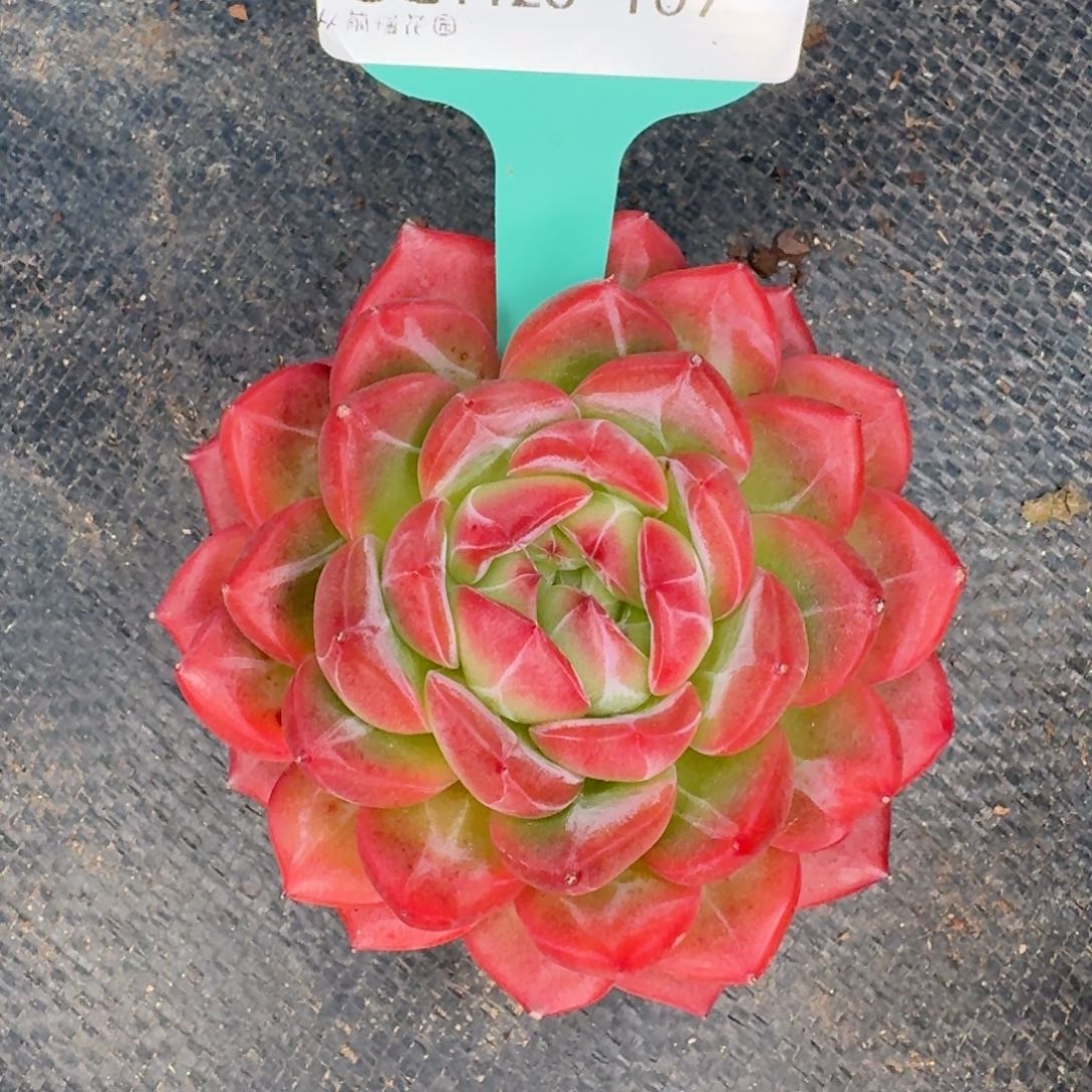 从前慢多肉精选编号1128.107