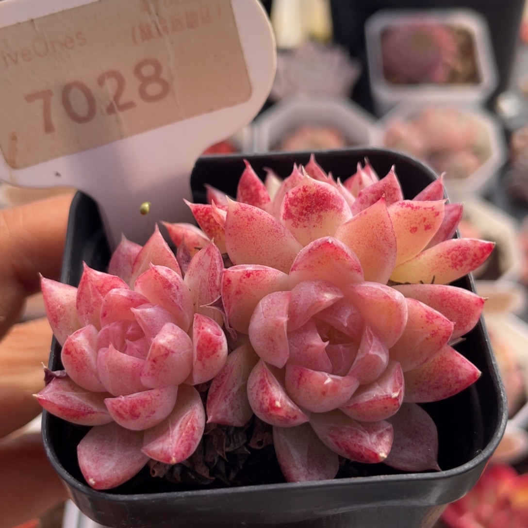 胭脂扣7028-5.5厘米