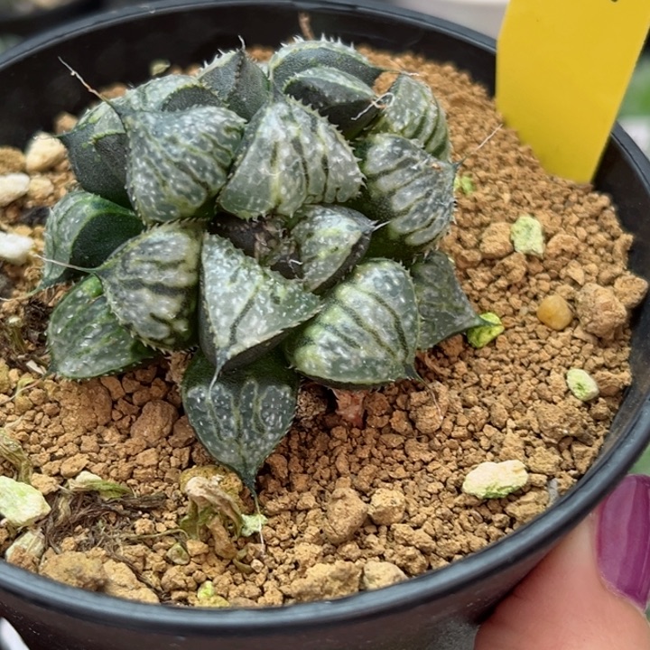 212雪景色双头哈哈哈哈哈