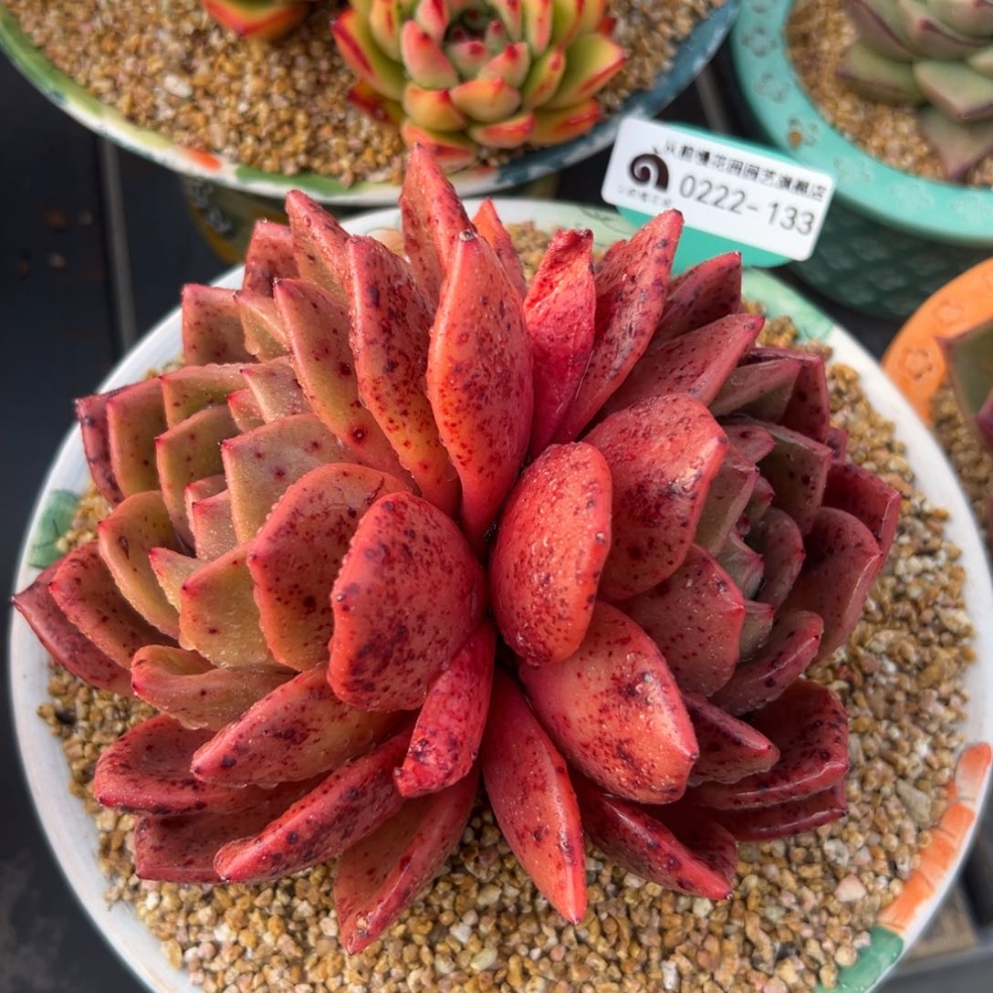 多肉精选编号0222-133