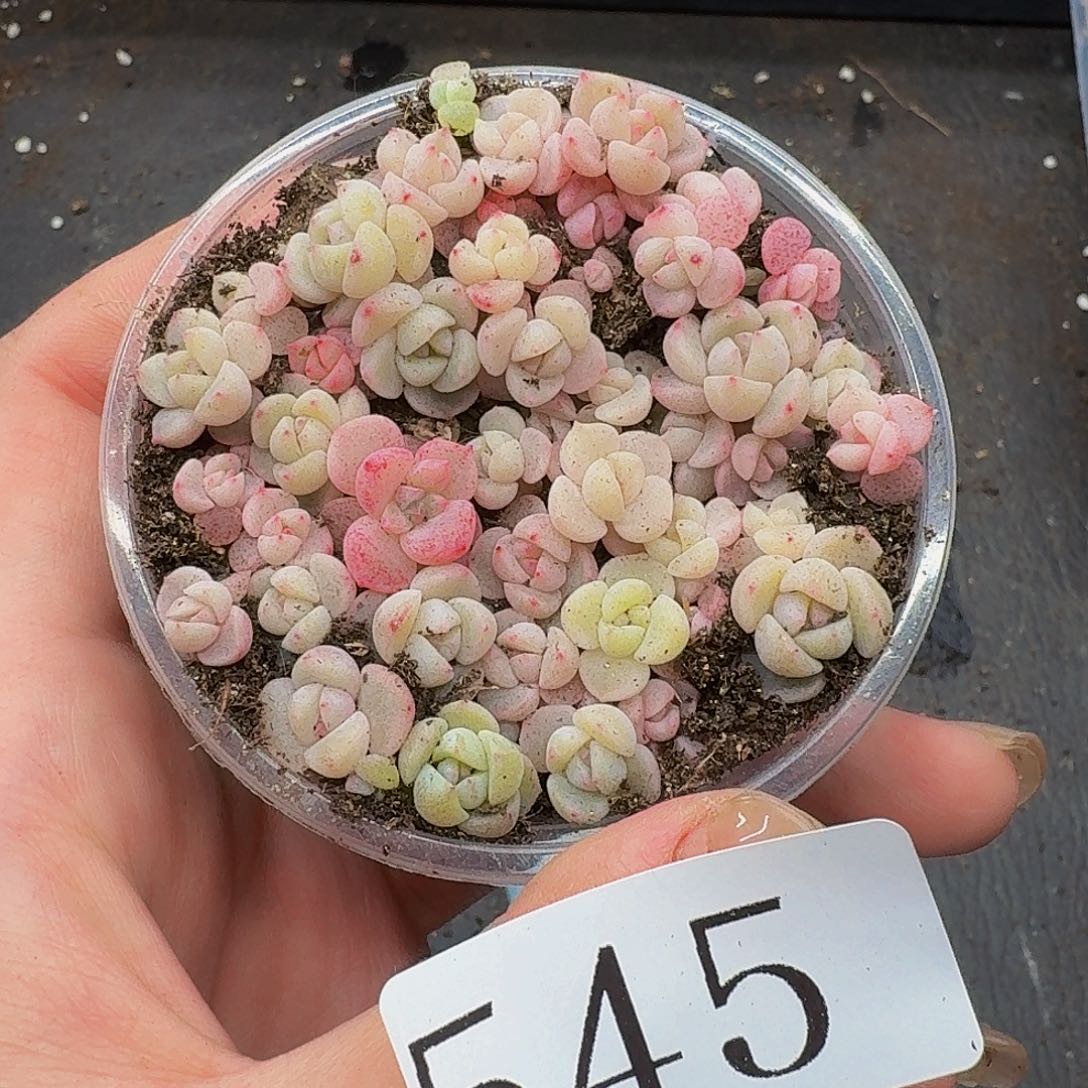 多肉植物多肉植物545