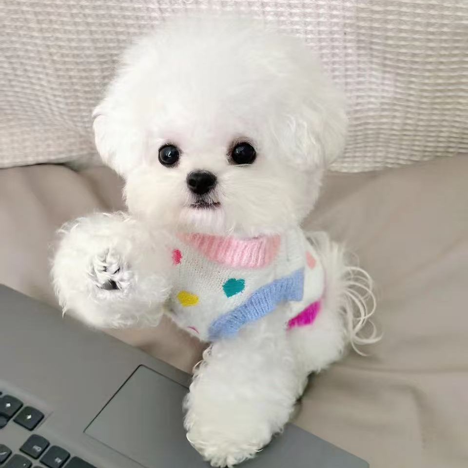 贝儿爱宠优选宠物活体