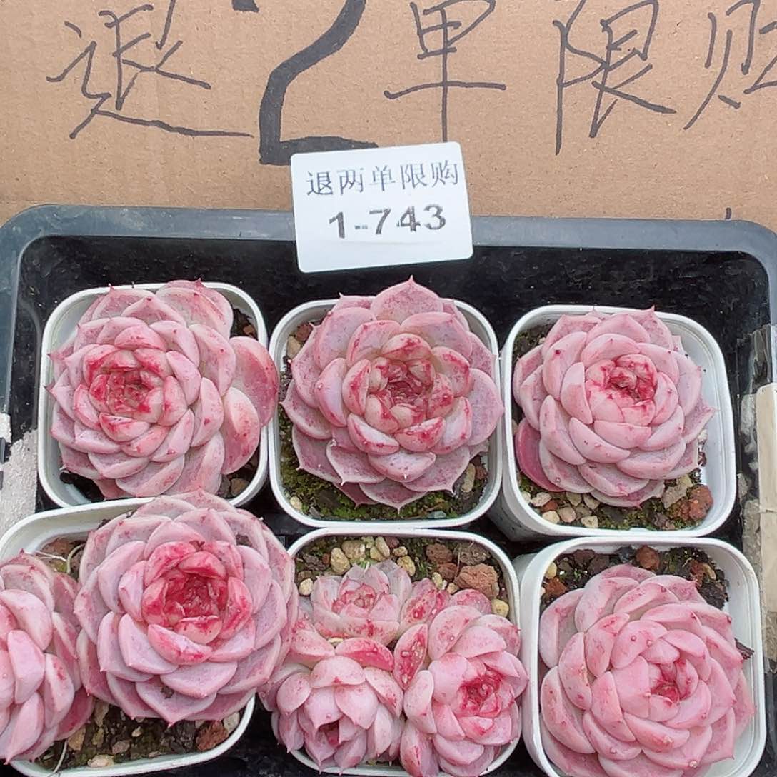 1-743 新疆 西藏内蒙不发12.8包邮2-3公分多肉