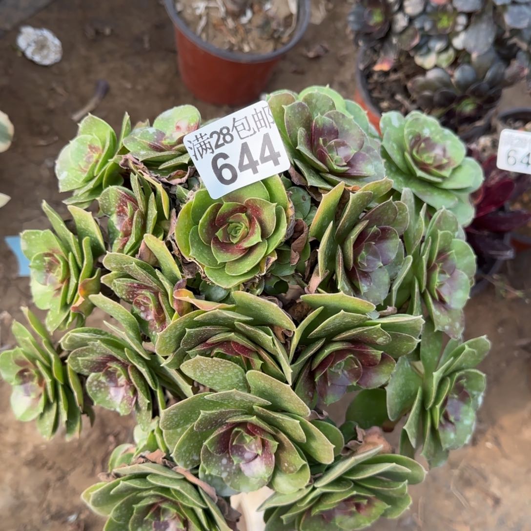厚叶玫瑰多肉644满28包邮断枝不包瑕疵