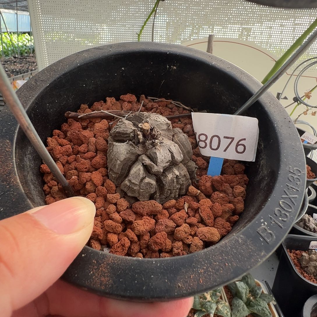 多肉植物专拍 一物一拍 南非龟甲龙8076