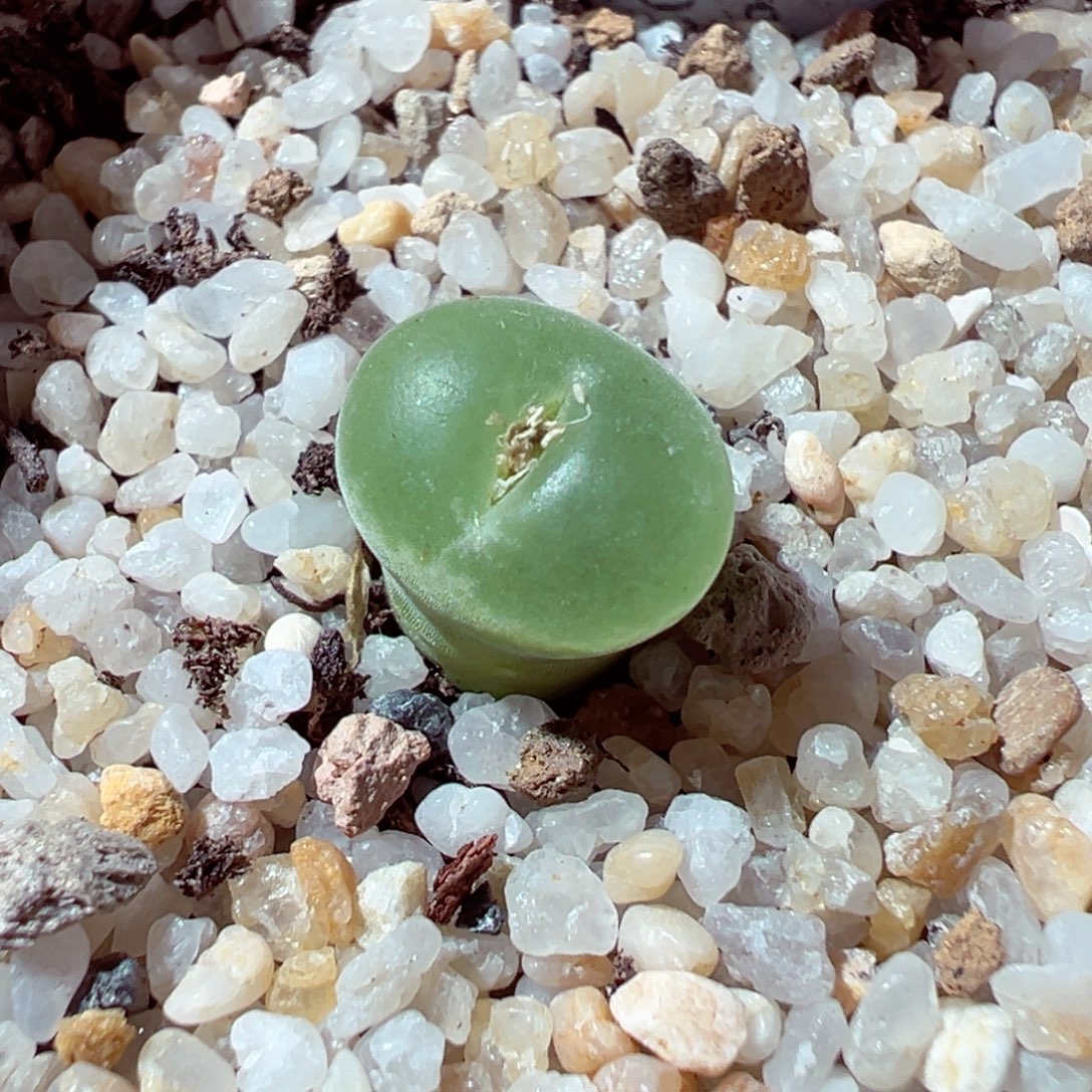 1212-605多肉多肉绿安格