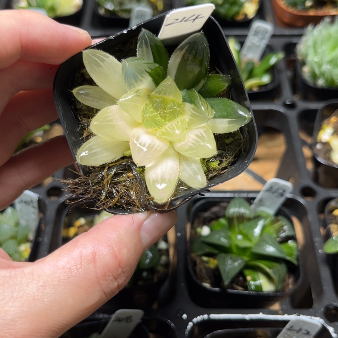 214夏沫玉露锦一物一拍