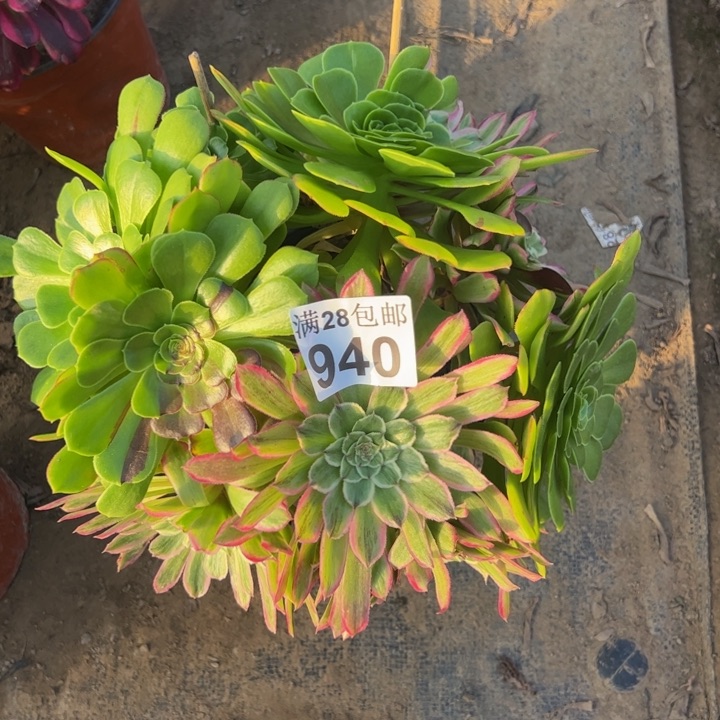 940粉丝绒多肉植物
