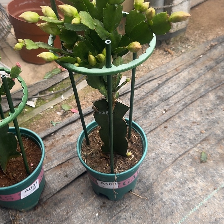 大部分开放少量花苞162嫁接2285